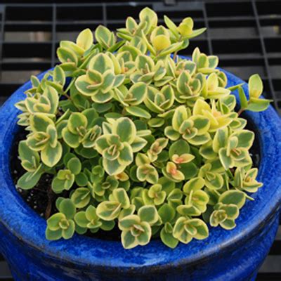 Photo #68619 | Sedum SunSparkler® 'Lime Twister' PP26895 | plant lust