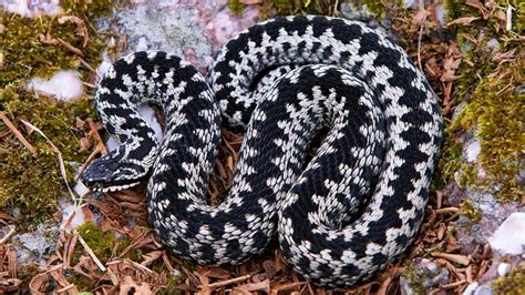 Adder (Vipera berus) - British Reptiles - Woodland Trust