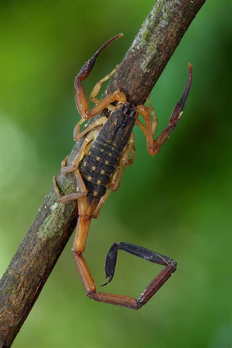 ˚Scorpion....These guys are just CREEPY!! Beautiful Creatures, Animals Beautiful, Pictures Of ...