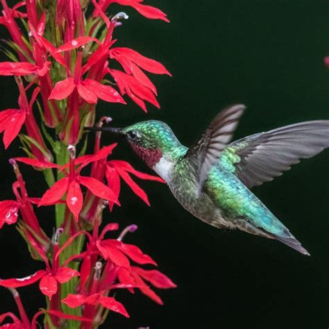 Top 10 Colorful Flowers Hummingbirds Love I Taste of Home