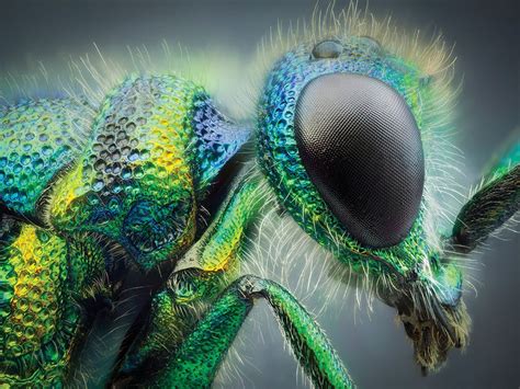 Tips from a pro: How to improve your insect photography – Seriously Photography