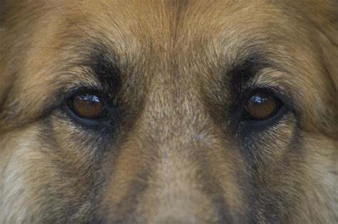 German Shepherd Dogs Eyes Photograph by David Edwards