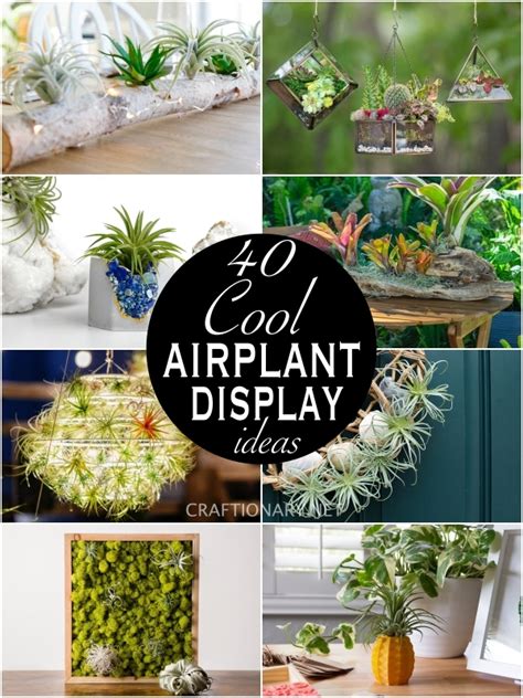 air-plant-display-ideas-cool-creative - Craftionary