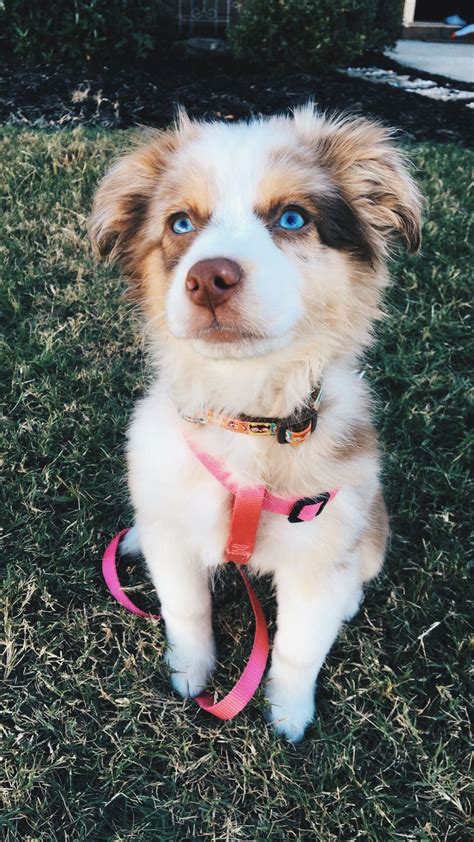 Red Merle Australian Shepherd Puppy, clear blue eyes | Australian ...