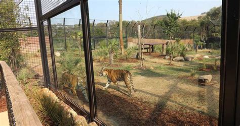 Hey tiger tiger - NZA has a new enclosure | OutInCanberra