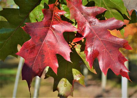 Northern Red Oak Fall Leaves - Next Generation Landscape Nursery