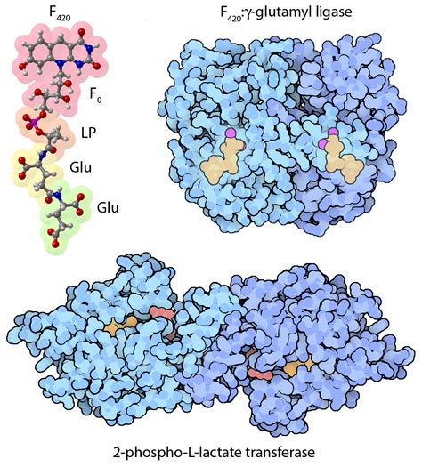 PDB-101: Learn: Structural Biology Highlights: Coenzyme F 420 Synthesis