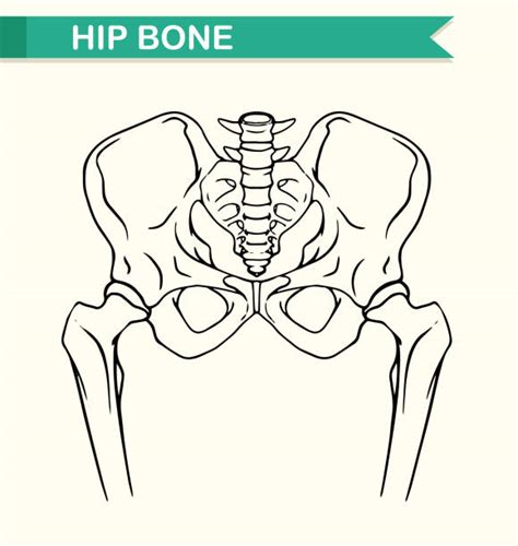 Clip Art Of A Hip Bone Anatomy Diagram Illustrations, Royalty-Free ...