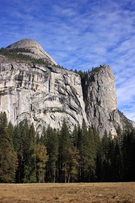 Yosemite National Park Tree - Free photo on Pixabay