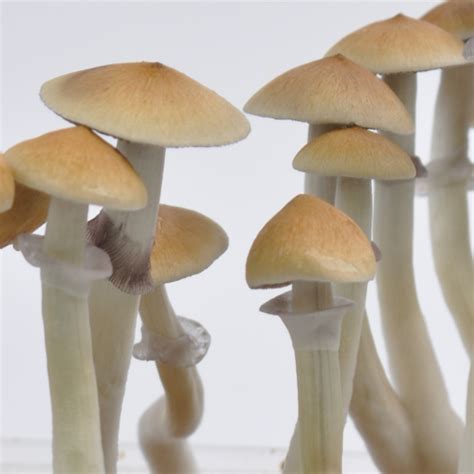 CAMBODIAN ORIGINAL PSILOCYBE CUBENSIS SPORE SYRINGE – Purely Green