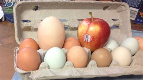 Chicken in Echo Bay, Ont. lays massive 180 gram egg | CBC News