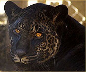 Jahzara half Jaguar and half Lion. Ain\'t she a gorgeous... More somber ...