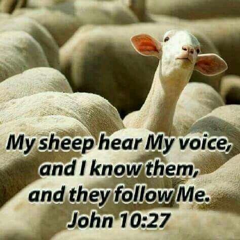 My sheep hear my voice and I know them, and they follow me. - John 10:27. | Bible verses quotes ...