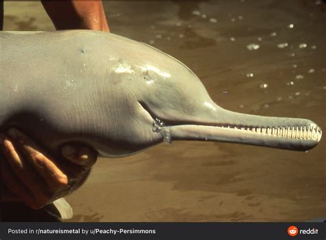 Who knew a river dolphin could look so creepy? : oddlyterrifying