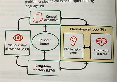 The Working Memory Model (Baddeley + Hitch 1974) Flashcards | Quizlet