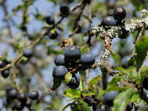 What's the difference between Blackthorn and Hawthorn? | Wildlife Insight