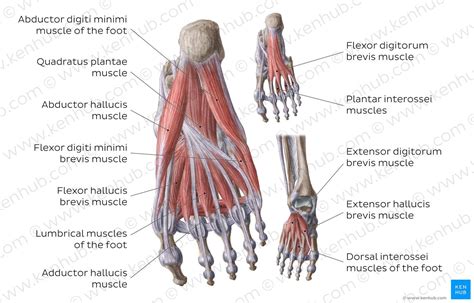 Pin on anatomía