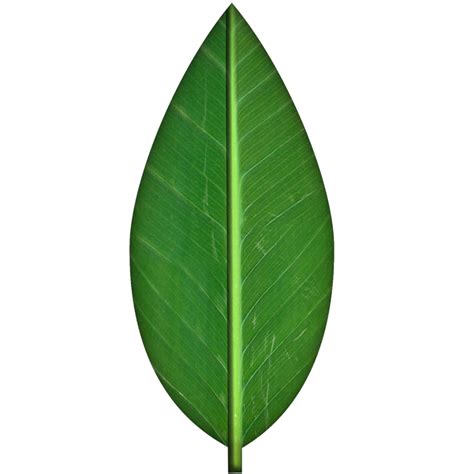 Free Leaf, Download Free Leaf png images, Free ClipArts on Clipart Library