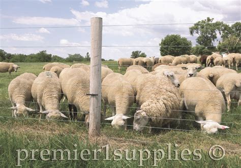 Before you buy or build a fence… - Premier1Supplies Sheep Guide