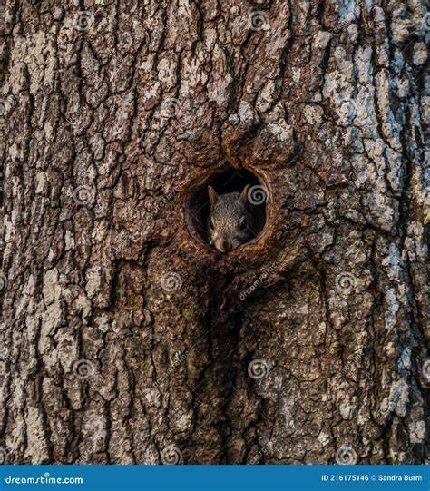 Squirrel in a tree hole stock photo. Image of bark, hollow - 216175146