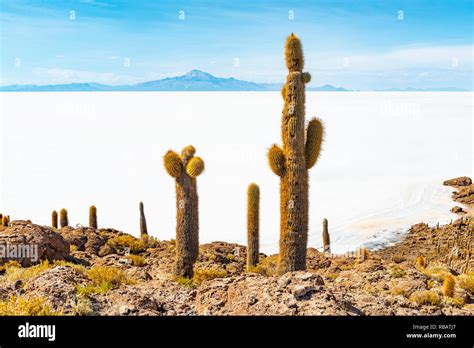 Giant Atacama cactus on Incahuasi Island with a view over the Salar de ...