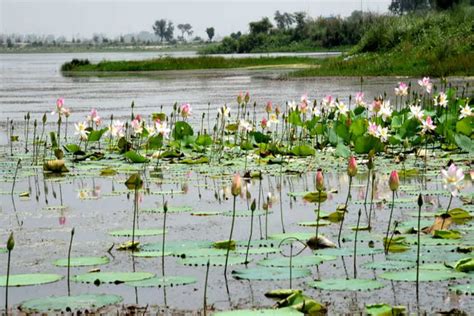 All you need to know about Delhi’s biodiversity parks | Times of India ...