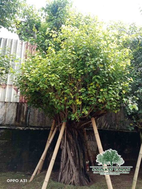 Jual Pohon Bodhi Tree Tanaman Bodhi Murah Siap Kirim - Sahabat Taman