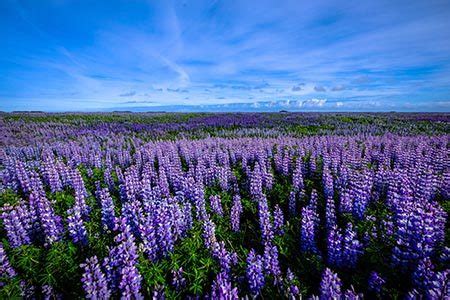 Lupine Flower Meaning - Imagination, Money, Food & Legends