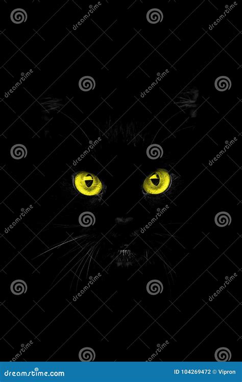 The eyes from the shadow stock photo. Image of kitten - 104269472