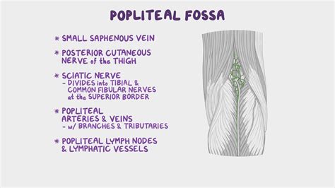 Anatomy of the popliteal fossa: Video & Anatomy | Osmosis