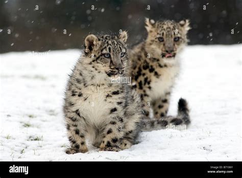 Snow Leopard Cubs Stock Photo - Alamy