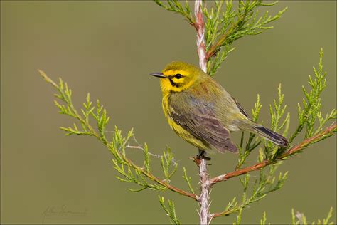 Northern Ohio Songbirds — Studebaker Tours