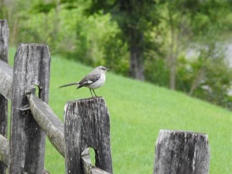 Northern Mockingbird - NestWatch