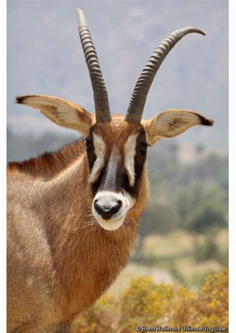 Roan antelope (Hippotragus equinus), the largest antelope species, thrives in Africa’s ...