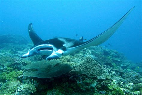 Kadavu Island Dive holiday Fiji | travel&co.