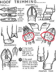 Hoof trimming guidance, please. | BackYardHerds - Goats, Horses, Sheep ...