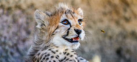 Last of Iran's Endangered Asiatic Cheetah Cubs in Captivity Dies