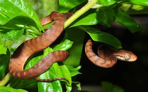 Brown Tree Snake | The Animal Facts | Appearance, Diet, Habitat, Lifespan