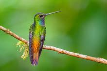 Humming Bird And Waterfall Free Stock Photo - Public Domain Pictures