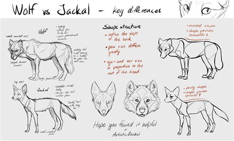 Wolf vs Jackal Tutorial by ArtisticJackal - How to Art