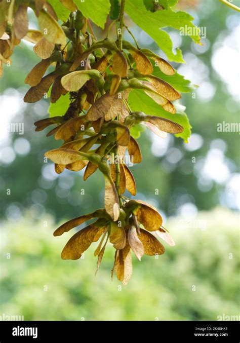 Sycamore tree seeds Stock Photo - Alamy