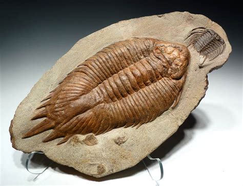 URALICHAS TRILOBITE FOR SALE RAREST TRILOBITE