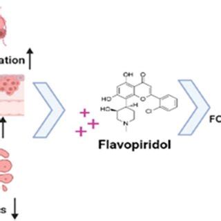 Hypothesis of our study. Flavopiridol suppresses FOXM1 expression and... | Download Scientific ...