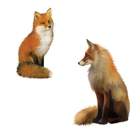 30+ Red Fox Full Body Profile Stock Photos, Pictures & Royalty-Free Images - iStock