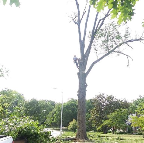 How to Trim bonsai tree? 5 Ways of Trimming. - Crosby Arborist