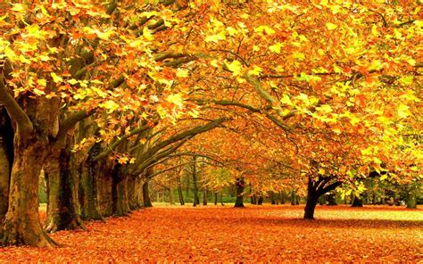 Bộ sưu tập hình ảnh mùa thu đẹp nhất với hơn 999 hình ảnh chất lượng 4K