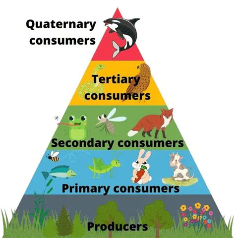 Consumer In Food Chain Definition – Rainy Weathers