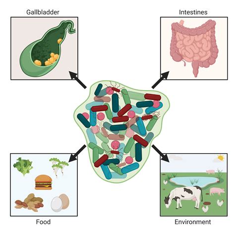 Salmonella Types