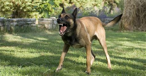 Belgian Malinois Bite