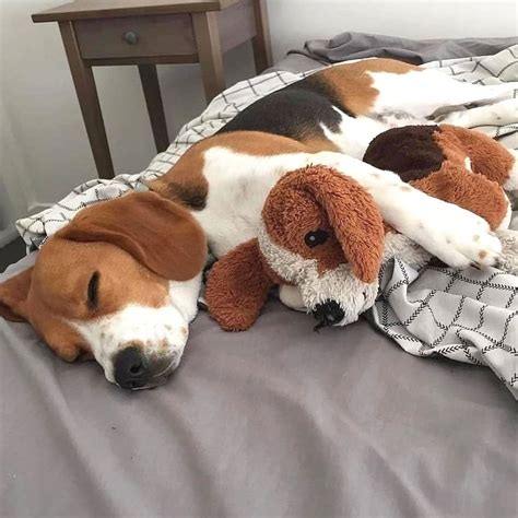 Beagle on Instagram: “Sleeping with my favorite toy 🥰 . . . . . . . . . . . . . . . 📸 Credits by ...